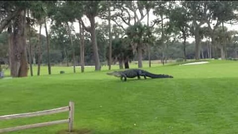 Alligatore di 4 metri invade campo da golf
