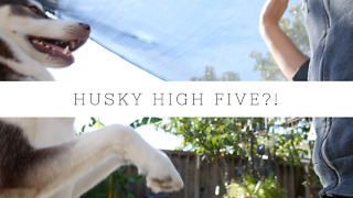 What tricks can this husky do?