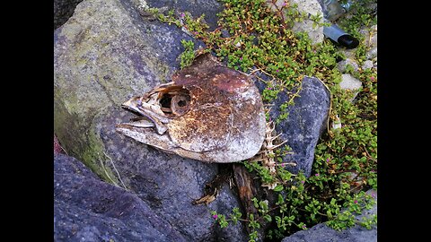 LIVE: Rabo de Peixe Walk on Highseason - Ribeira Grande Azores Portugal - 03.08.2023 #IRL