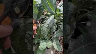 2 Tips For Growing Kale In A Small Summer Garden #smallspacegardening