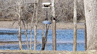 PETE (IN FOR A LATE BITE AT THE SUET BLOCK) AT THE FEEDER