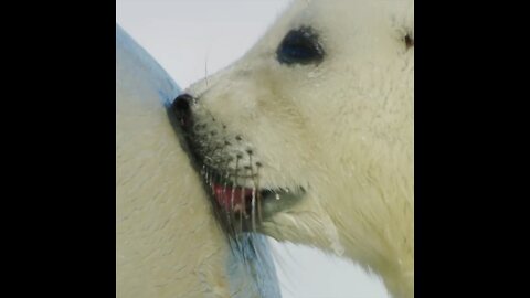 A harp seal mother and pup in the Gulf of St Lawrence, Quebec, Canada.❤