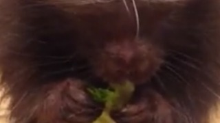 Adorable Porcupine Eats Lettuce