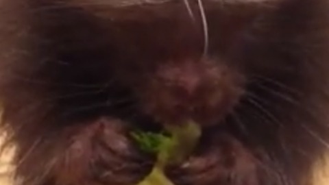 Adorable Porcupine Eats Lettuce