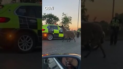 Runaway Llama causes traffic chaos on the M55