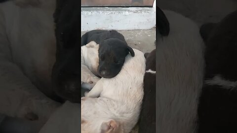 Puppy Pile-Up: The Coziest Nap Time Ever! #shorts #trending #youtubeshorts #viral #reels #puppy