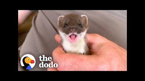 Tiny Baby Stoat Has The Best Reaction When She Meets Someone Like Her | The Dodo Little But Fierce