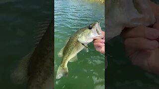 Another bass on the boat