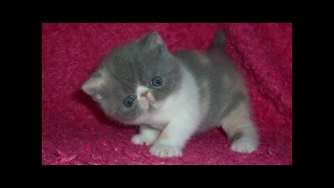 TRY NOT TO LAUGH VERY CUTE & LOVELY CATS & KITTENS VIDEOS