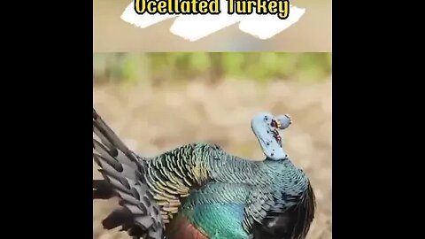 TURKEY AND PEACOCK HYBRID DOES IT EXIST? #shorts