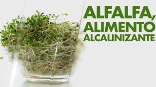 Alfalfa, alimento alcalinizante