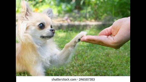Cute dog training in funny way ! Hand shaking training Dog 🐶 !! Funny traning hand shaking dogs !!