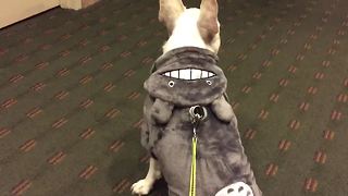 French Bulldog models 'Totoro' Halloween costume