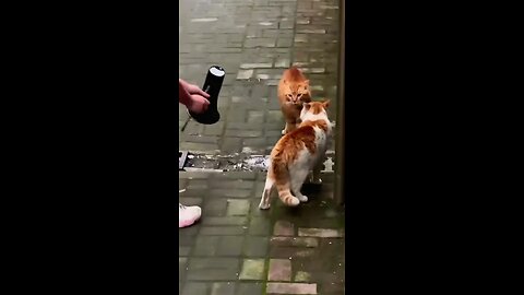 funny cats video