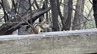 Chipmunk filling up 😊