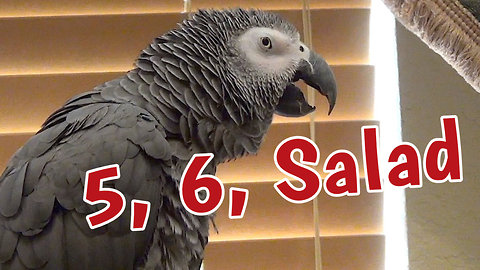 Talking parrot has very unique way of counting