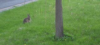 Wild rabbit loves eating dandelions from someone else's property