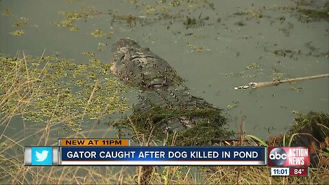 Alligator attacks, kills dog in Polk County: FWC