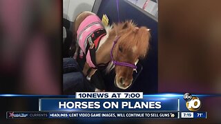 Government approves service horses on planes?