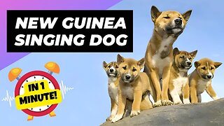 New Guinea Singing Dog - In 1 Minute! 🦊 A Wild Dog You Didn't Know Existed | 1 Minute Animals