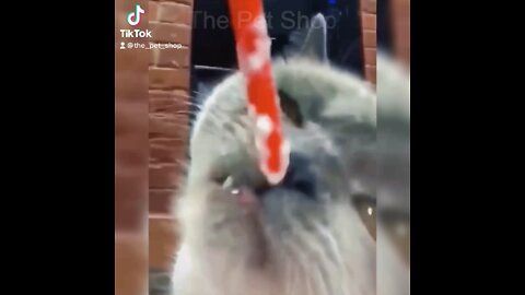 Funny cats, and dogs! 🐱🐶 #tiktok #funny #cat #dog