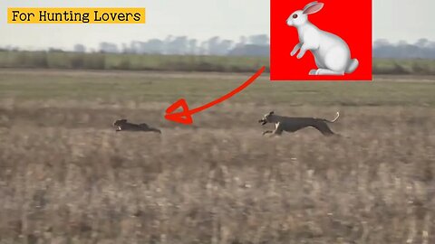 الكلاب السلوقي ضد ارنب بريGalgos y liebres Greyhounds Vs Hare 🐇 Bagian Greyhound Vs Kelinci