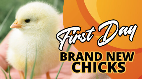 My First Day With Brand New Chicks | The Chicken Show 001