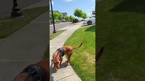 Trying to walk two dogs on one leash! #foxredlab #labrador #bassett