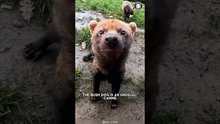 Bush Dog 🐻 Amazon's Adorable Hidden Treasure!