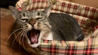 Prettiest Yawning House Cat