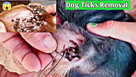 Removing Monster Tick From Street Dog Ear | Dog Ticks Removal