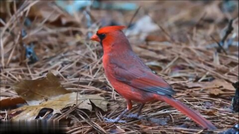 So Beautiful Small Birds 2