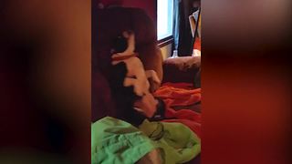 Funny Boston Terrier Dog Rocks Herself On A Bed