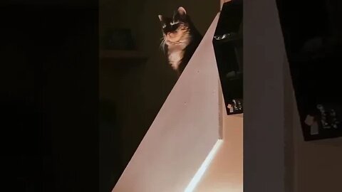 An evil kitty Perfectly timed - Funny moment