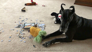 Guilty Great Dane looks puzzled at puzzle pieces mess