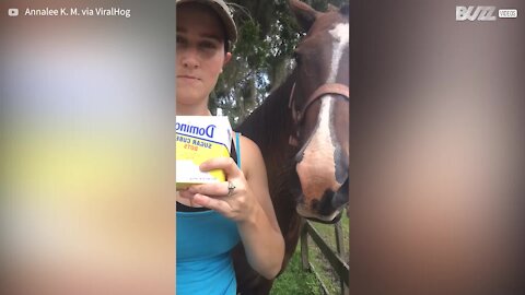 Cette jument goûte aux carrés de sucre pour la première fois