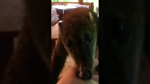 Wild, but Tame Coati Encounter at Our Retreat