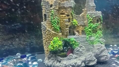 Glofish addition to 55 gallon aquarium