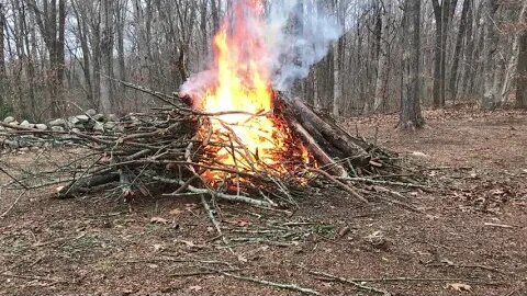 Pine tree burn