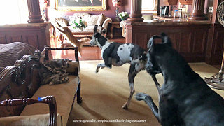 Great Danes Choose Tug Of War Over Pestering The Cat