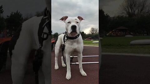 Time flies...🥺 #shortvideo #dog #amstaff #amstafflove #amstaffworld #amstaffpuppy