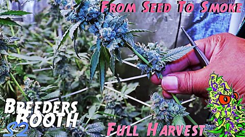 Breeders Booth S2 Ep. 12 | Full Harvest | From Seed To Smoke ( Or Seed To Seed)