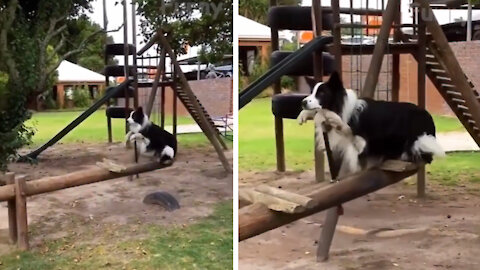 Puppy is playing seesaw with his Owner~