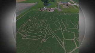 Baraboo farm offering 7-acre sunflower maze starting next week