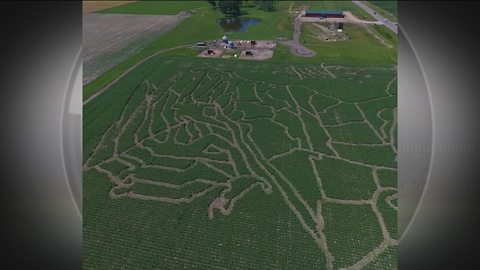 Baraboo farm offering 7-acre sunflower maze starting next week