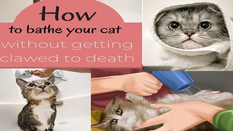 How to bath your cate//Kitten Cat ki daily routeen