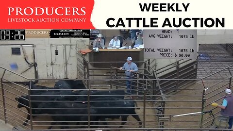 3/9/2023 - Producers Livestock Auction Company Cattle Auction