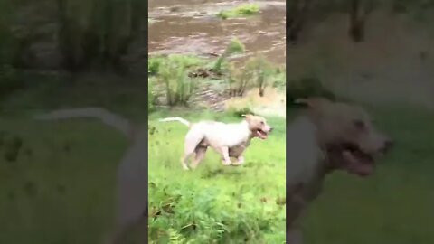 Past flood - Beautiful pit bull plays in the flood water 23 Feb 2022