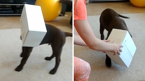 Curious Puppy Hilariously Gets Head Stuck in Box