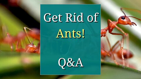 Get Rid of Ants: Q&A and Follow-Up